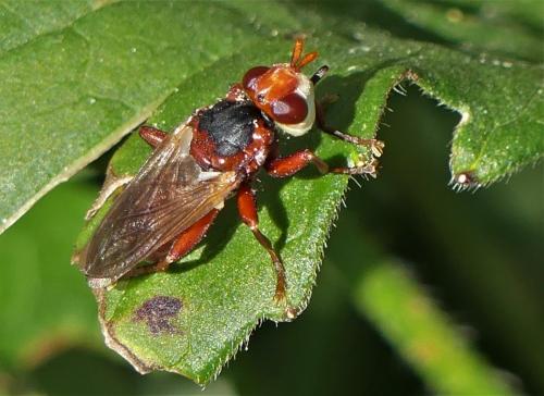 Réf. 235 749 : Myopa dorsalis
